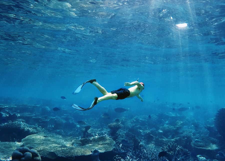 Koh Samui: Pink Dolphin, Pig Island, and Snorkeling Day Trip - Pig Island, where the pigs steal the show