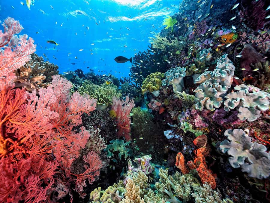 Koh Samui: Pink Dolphin, Pig Island, and Snorkeling Day Trip - What the guides and crew add to the day