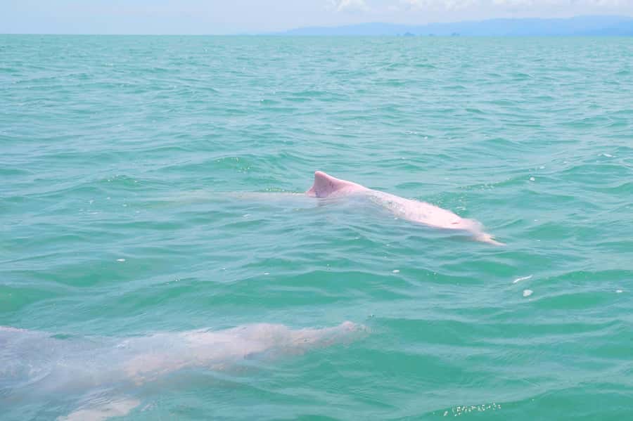 Koh Samui: Pink Dolphin, Pig Island, and Snorkeling Day Trip - Is $83 good value?