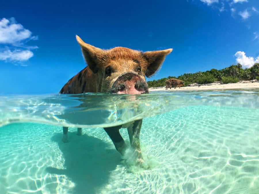 Koh Samui: Pink Dolphin, Pig Island, and Snorkeling Day Trip - The speedboat ride to Khanom and the pink dolphins