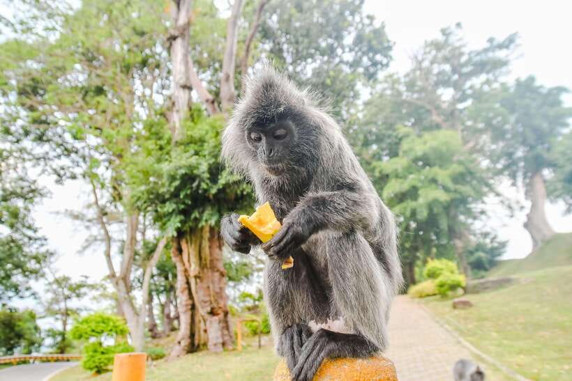 Kuala Lumpur: City Sights, Batu Caves and Fireflies Day Trip - Why this day trip works for first-time visitors