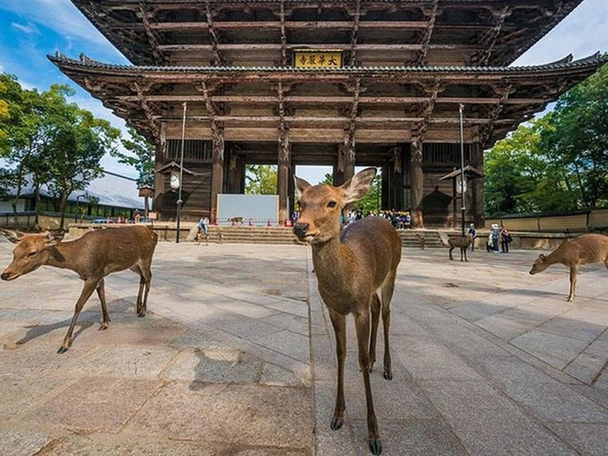 Kyoto/Osaka: Kyoto and Nara Sites & History Day Trip - Kiyomizu-dera, Ninenzaka, and the kimono photo