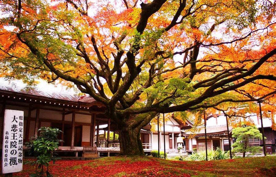 Kyushu Tour From Fukuoka: Itoshima Nature & Coastal Scenery - Fukuoka Tower or Momochihama Seaside Park