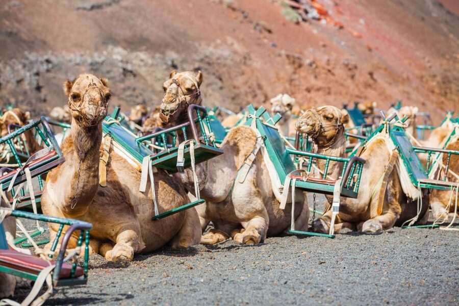 Lanzarote: Guided Day Trip to Timanfaya Park & Lago Verde - Key points at a glance