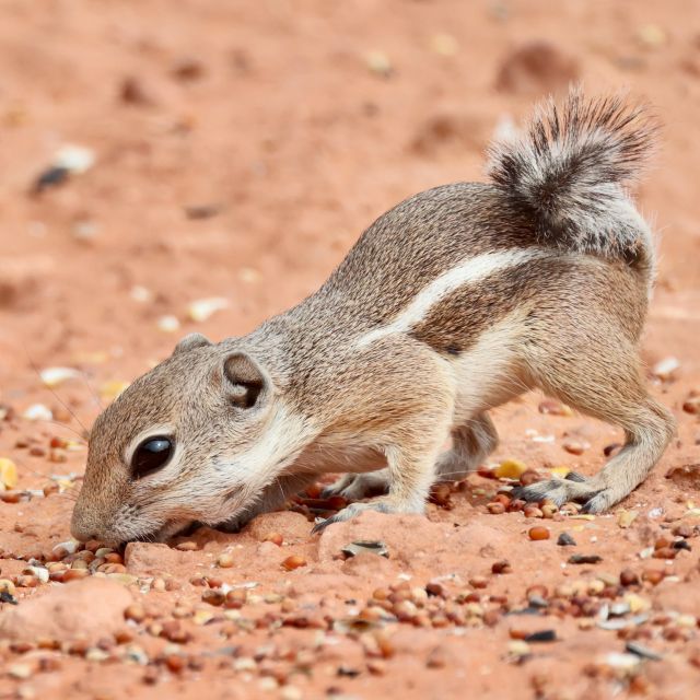 Las Vegas: Valley of Fire and Red Rock Canyon Day Trip - Should you book the Valley of Fire and Red Rock Canyon tour?