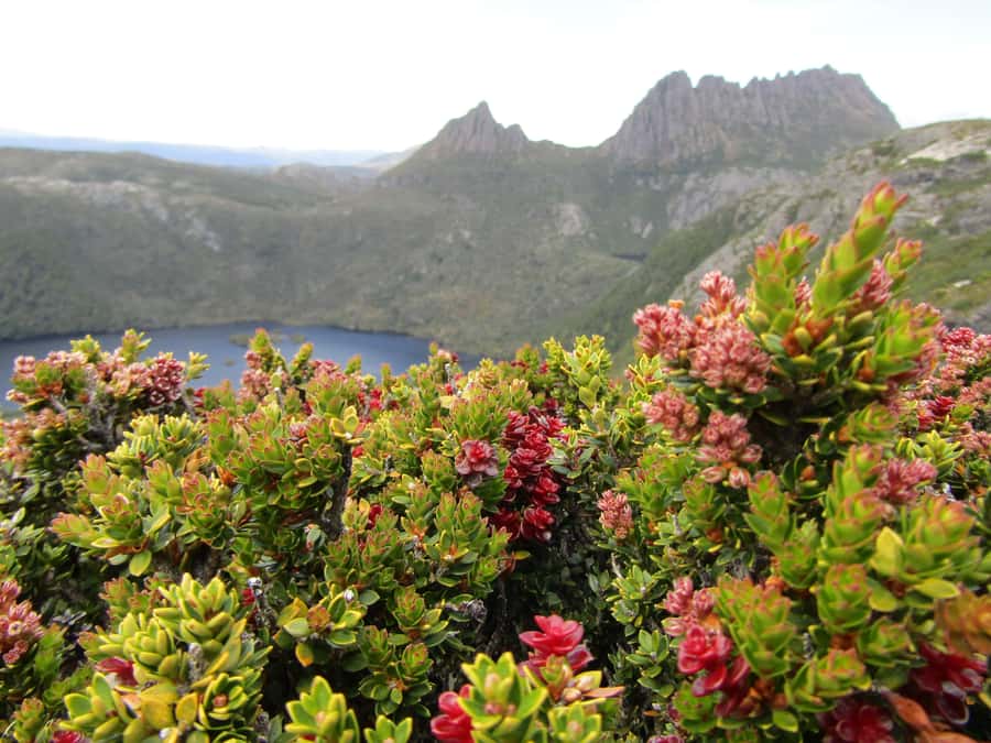 Launceston: Cradle Mountain Guided Active Day Trip - The early start from Launceston
