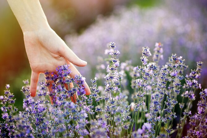 Lavender Route - Small-Group Day Trip from Avignon - Finding the best fields as the season shifts