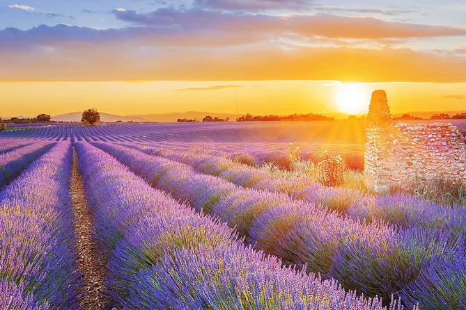 Lavender Route - Small-Group Day Trip from Avignon - What you learn about lavender oil