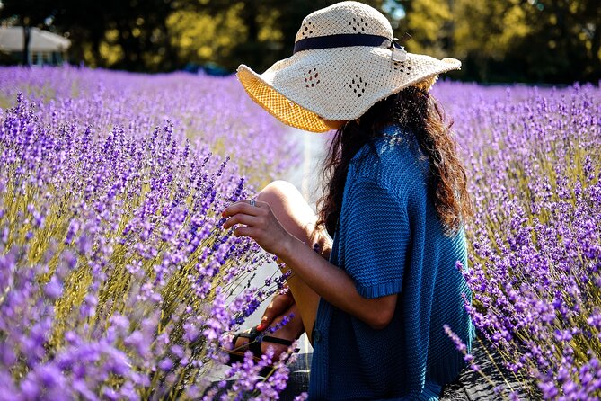 Lavender Route - Small-Group Day Trip from Avignon - Who should book this tour
