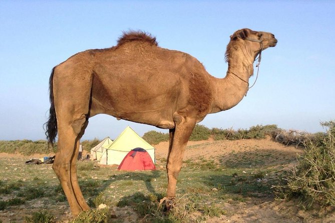 Luxury private day trip - Atlas Mountains, Agafay Desert & camels - From Marrakech to the High Atlas foothills