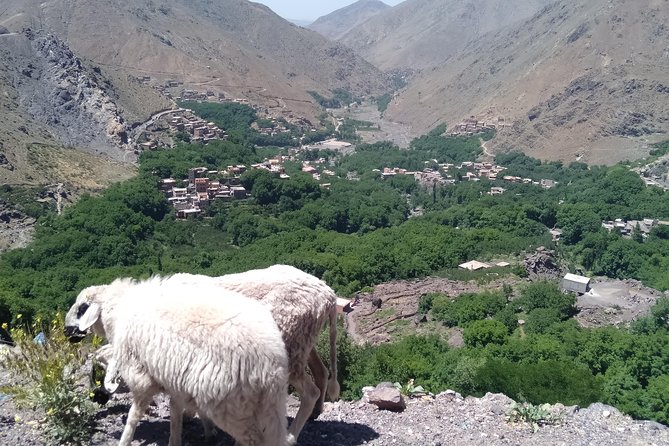 Luxury private day trip - Atlas Mountains, Agafay Desert & camels - What private travel changes