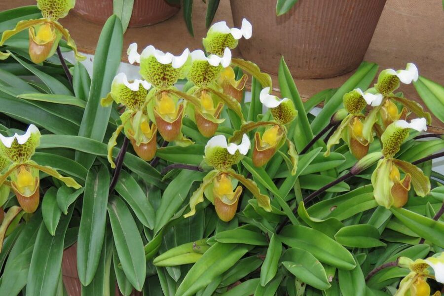 Madeira : Santo de Serra Local Farmers' Market half day trip - Comfort, Seating, and Group Size