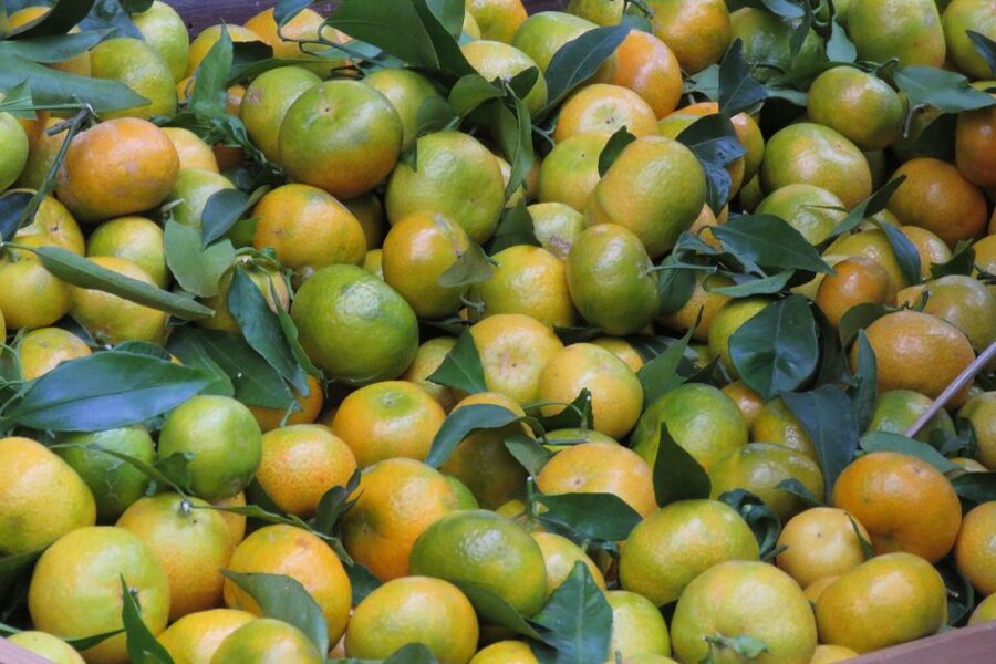 Madeira : Santo de Serra Local Farmers' Market half day trip - Guides Who Add Context to the Drive