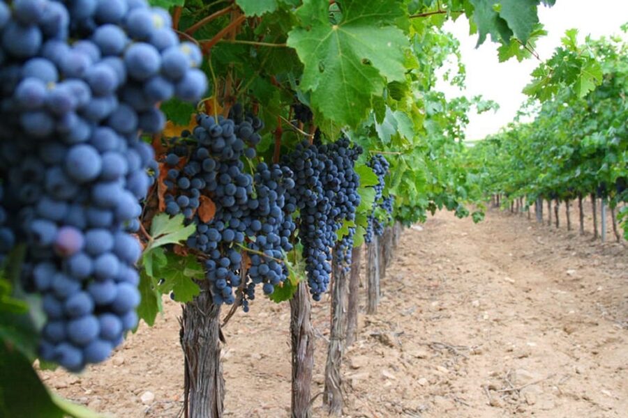 Madrid: Toledo Day Trip with Winery Visit and Wine Tasting - Finca Loranque brings Castile-La Mancha into focus