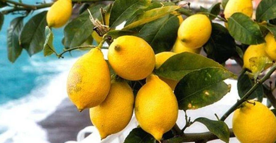 Maiori: Amalfi Coast Path of Lemons Day Trip with Tastings - Maiori, Santa Maria a Mare, and the first climb