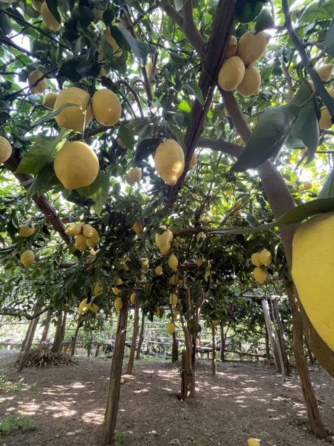 Maiori: Amalfi Coast Path of Lemons Day Trip with Tastings - Torre and the old hillside settlements