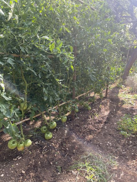 Maiori: Amalfi Coast Path of Lemons Day Trip with Tastings - The final walk into Minori