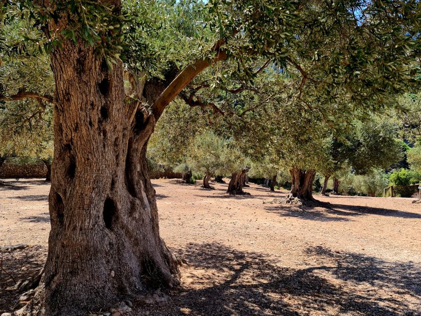 Mallorca: Day Trip to Hidden Gems of Tramuntana with Lunch - The 10-minute walk to Valldemossa’s hilltop hermitage