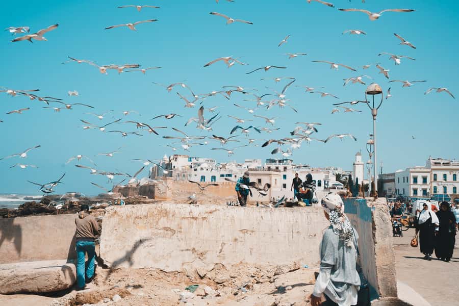 Marrakech: Essaouira Full-Day Trip - Lunch: fresh fish or your own choice
