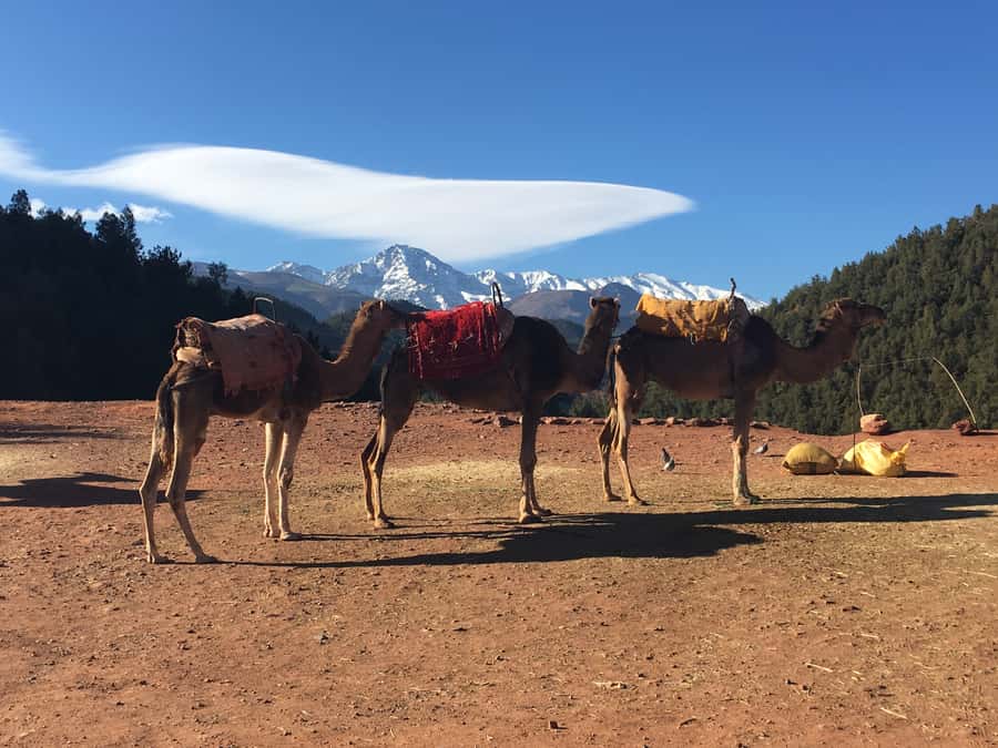 Marrakech: Ourika Valley & Atlas Mountains Half-Day Trip - Who Should Book This Ourika Valley Trip?