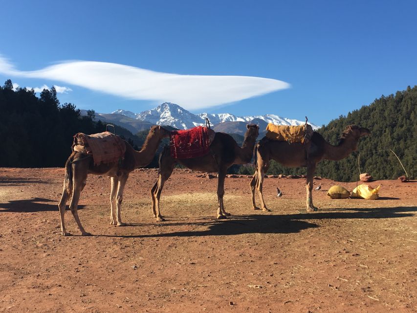 Marrakech: Ourika Valley & Atlas Mountains Half-Day Trip - A 30-Minute Walk In The Ourika Valley