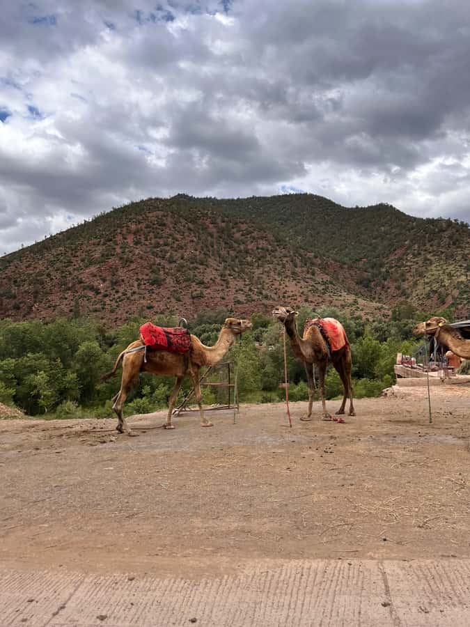 Marrakesh: Ourika Valley & Atlas Mountains Day Trip + Lunch - Mint tea inside a Berber home