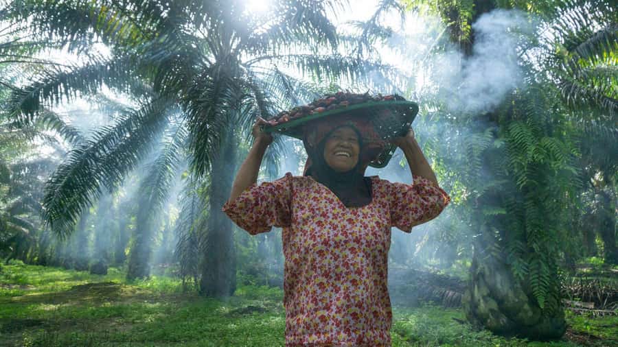 Medan: Mount Leuser National Park Full-Day Trip - Is $129 good value for one day?