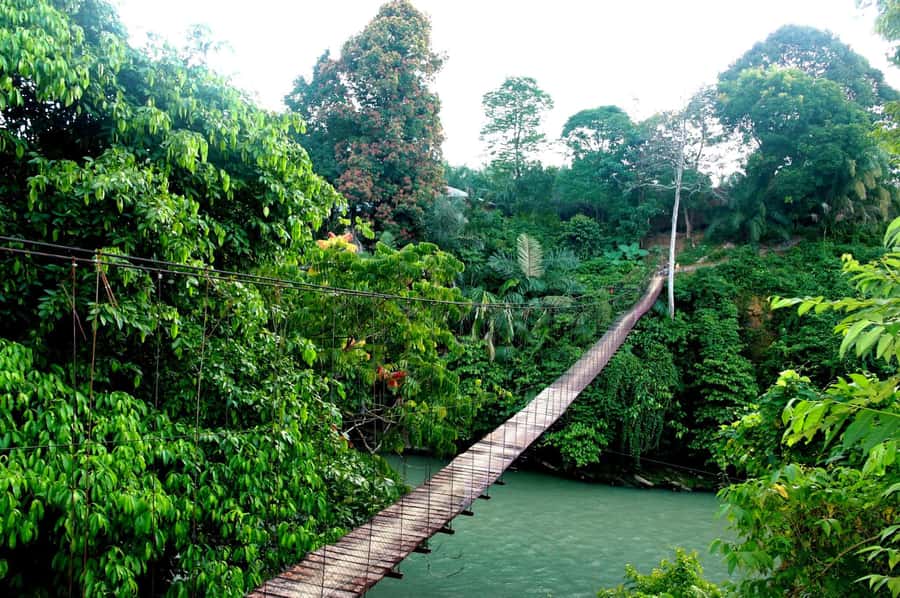 Medan: Mount Leuser National Park Full-Day Trip - Who should book this experience?