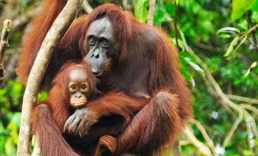 Medan: Mount Leuser National Park Full-Day Trip - Lunch before the forest walk