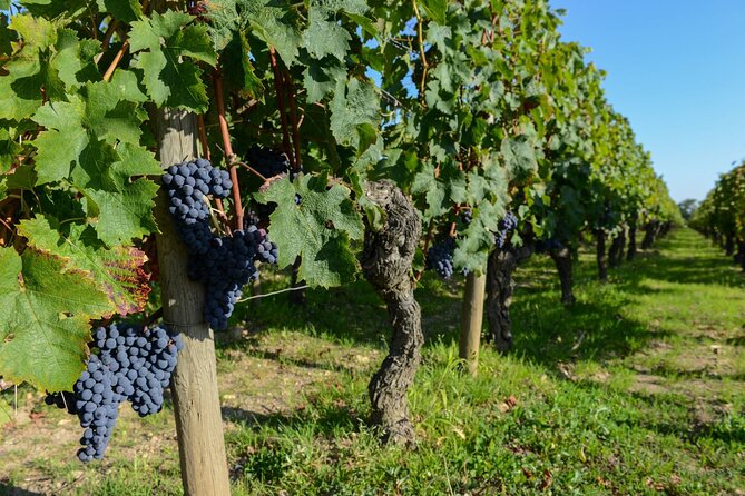 Medoc Region Wine Day Trip with Vineyard Visits & Tastings from Bordeaux - What the $266.16 price includes