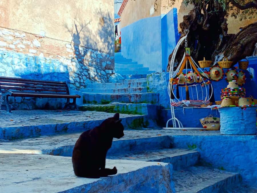 Memorable Day Trip From Fez to Chefchaouen the Blue City - An 8 a.m. pickup from your Fez riad