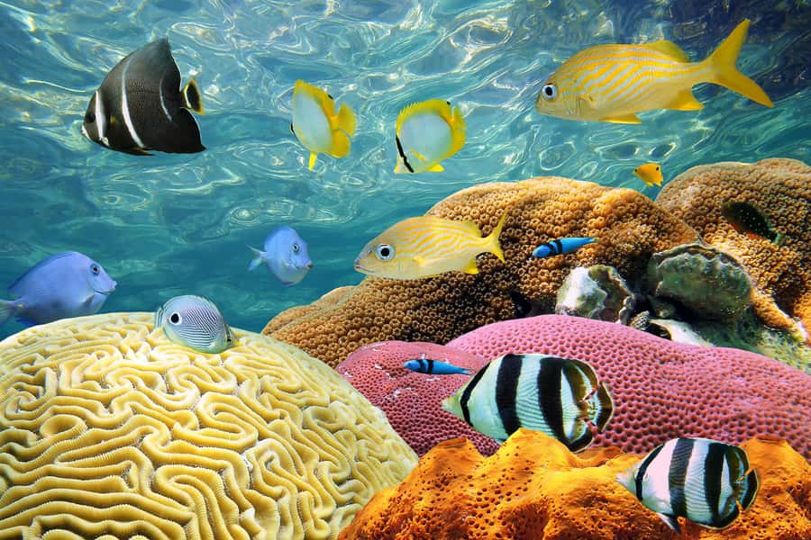 Miami: Key West Day Trip with pickup and boating options - Is $62 a good value?