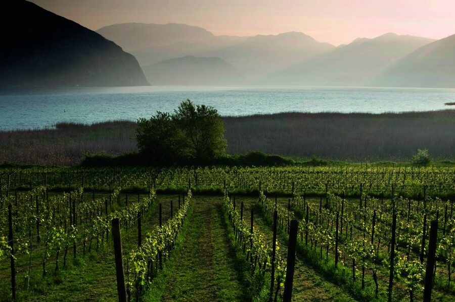 Milan: Franciacorta Winery and Bergamo Day Trip with Lunch - What the driver and guide add