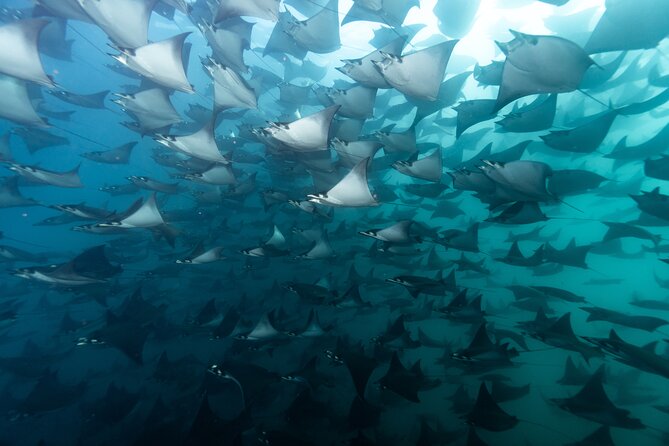 Mobulas and Cetaceans Day Trip - Key points before you book