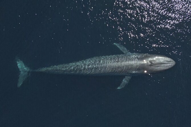 Mobulas and Cetaceans Day Trip - Starting at 8:00 am in La Ventana
