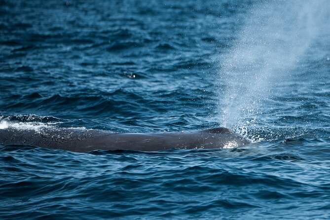 Mobulas and Cetaceans Day Trip - Looking for mobula rays in the Sea of Cortez