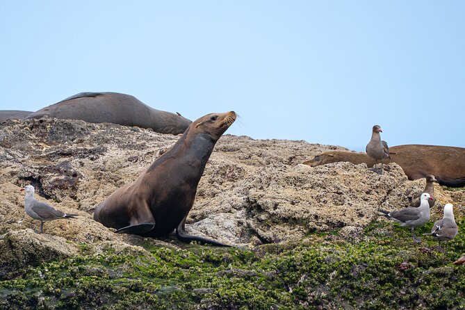 Mobulas and Cetaceans Day Trip - Lunch with burritos, fruit, and ceviche