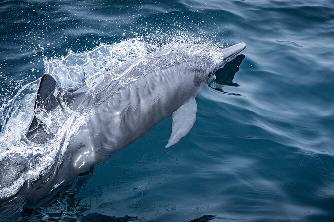 Mobulas and Cetaceans Day Trip - Why the animal care matters