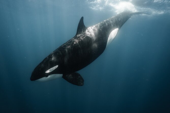 Mobulas and Cetaceans Day Trip - Who will get the most from this trip