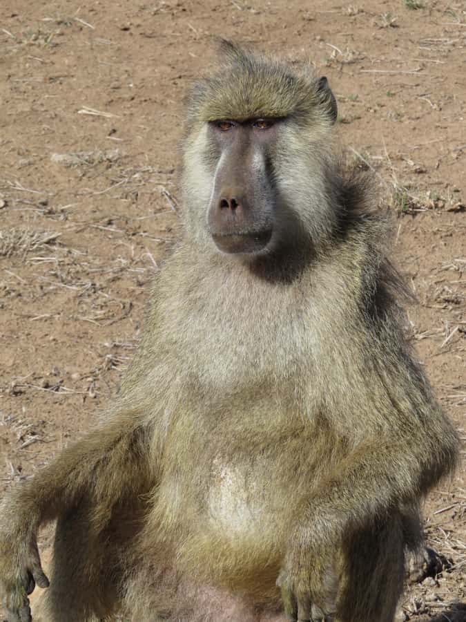 Mombasa: Tsavo East National Park Day Trip with Lunch - Why the elephants are the main event
