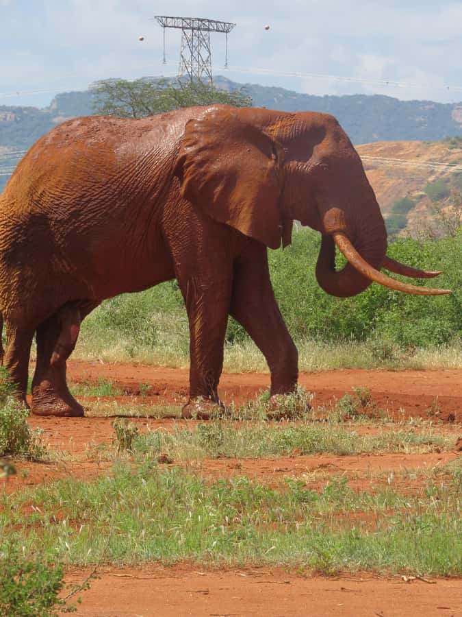 Mombasa: Tsavo East National Park Day Trip with Lunch - The Yatta Plateau and Tsavo’s volcanic past