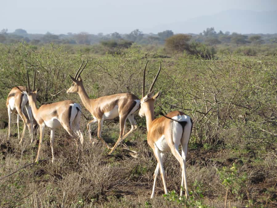 Mombasa: Tsavo East National Park Day Trip with Lunch - Lunch, and the detail you should confirm