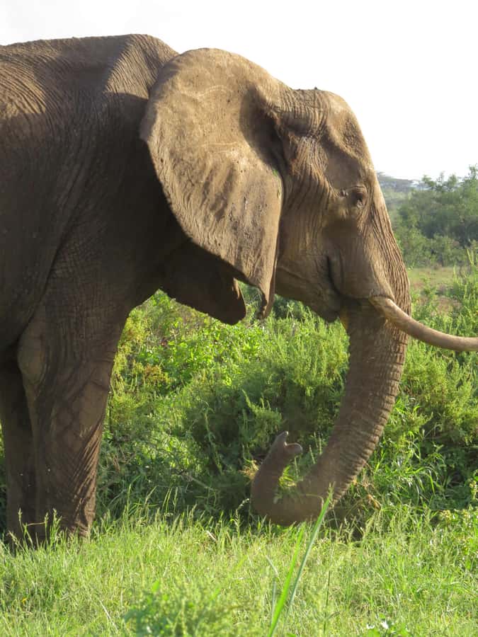 Mombasa: Tsavo East National Park Day Trip with Lunch - Returning to the coast
