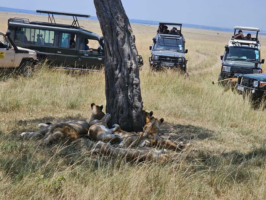 Mombasa: Tsavo East National Park Day Trip with Lunch - What kind of safari experience is this?