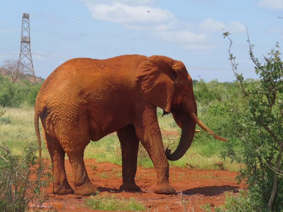 Mombasa: Tsavo East National Park Day Trip with Lunch - Should you book the Tsavo East day trip?