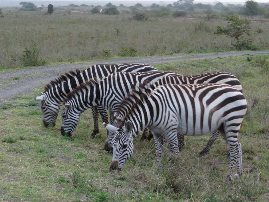 Mombasa: Tsavo East National Park Day Trip with Lunch - Entering the park and starting the game drive