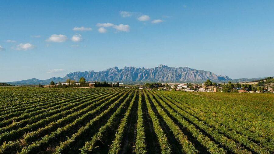 Montserrat & Cava Wineries Day Trip from Barcelona w/ Pickup - What the guide adds to the day