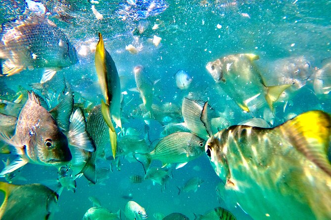 Moreton Island Day Trip (Kayak, Snorkel & Sandboard) frm Brisbane or Gold Coast - Lunch on the beach