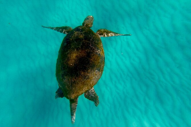 Moreton Island Day Trip (Kayak, Snorkel & Sandboard) frm Brisbane or Gold Coast - Time, group size, and the pace