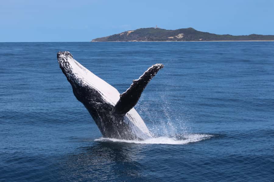 Moreton Island: Tangalooma Day Trip & Whale Watching Cruise - Key points at a glance